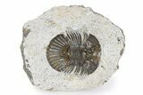 Detailed Scabriscutellum Trilobite - Morocco #341297-2